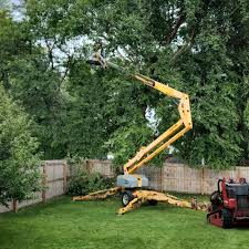 Best Tree Preservation Services  in Rock Falls, IL