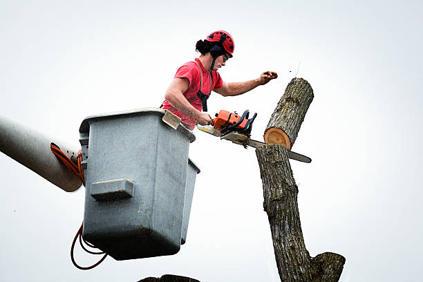 Best Tree Risk Assessment  in Rock Falls, IL