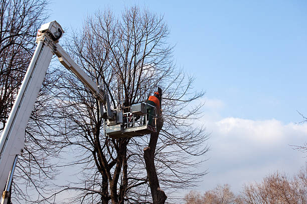 How Our Tree Care Process Works  in  Rock Falls, IL