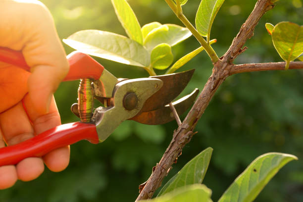 Best Hazardous Tree Removal  in Rock Falls, IL